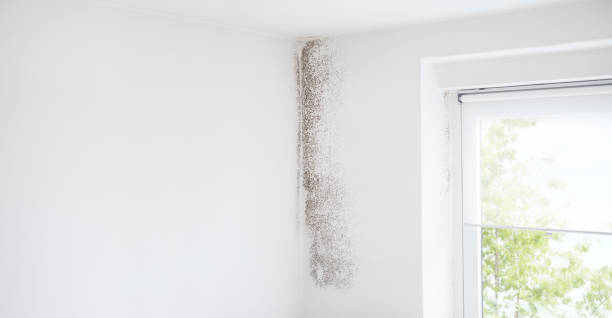 Best Emergency Mold Remediation  in Daytona Beach Shores, FL