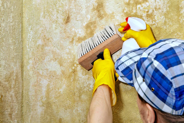 Best Basement Mold Removal  in Daytona Beach Shores, FL